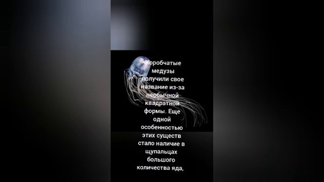 Самое опасное животное в мире