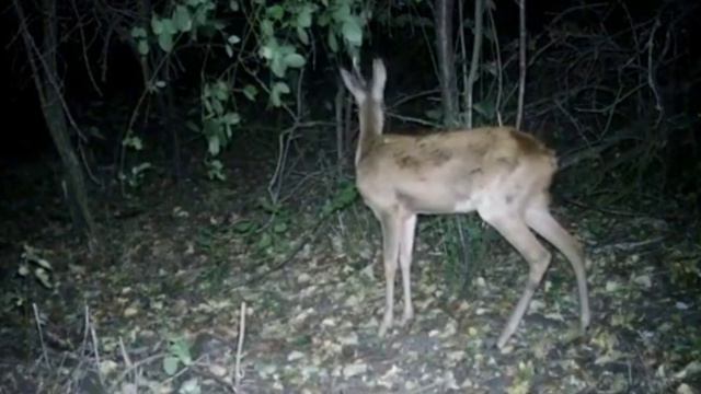 Видео фотоловушки