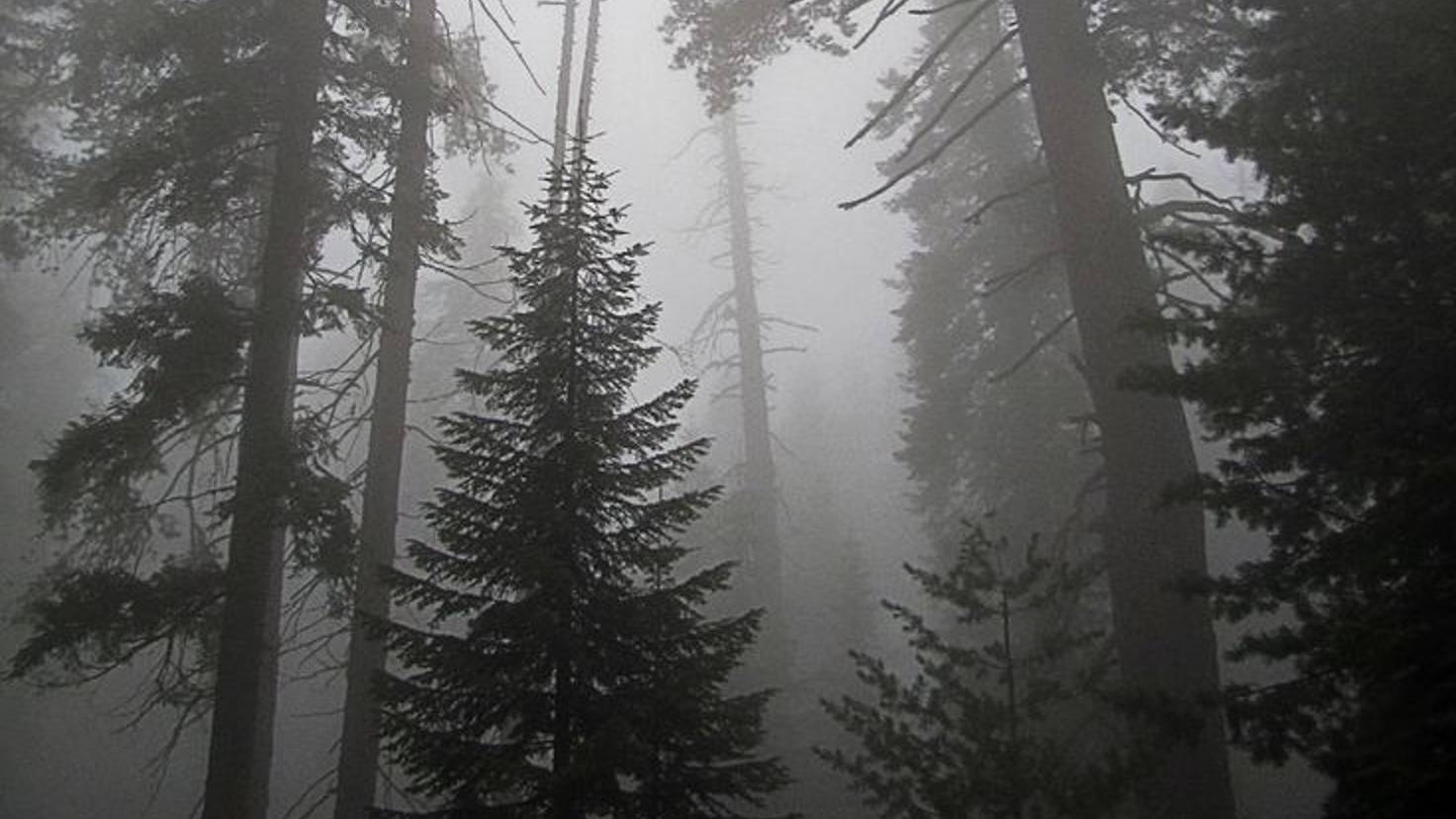 Как ночь длинна2