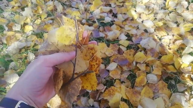 ИРКУТСК/БАБЬЕ ЛЕТО В РАЗГАРЕ🌾🍂🍁