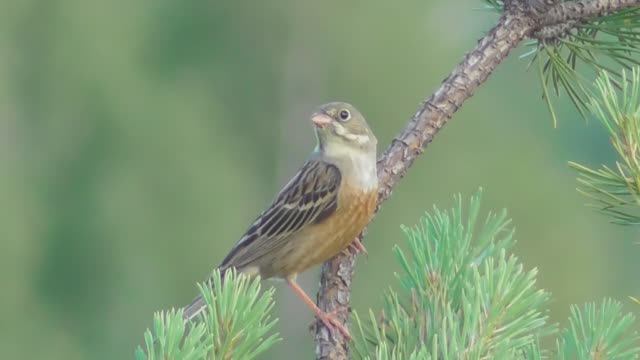 Садовая овсянка  ( Emberiza hortulana )