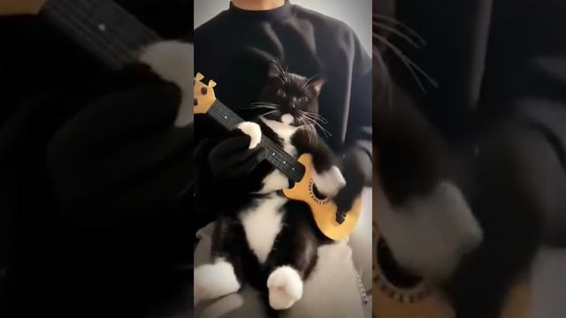 Кот der Meister