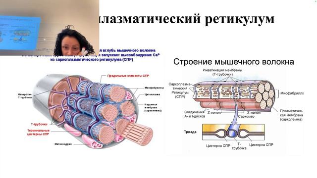 Физиология сокращения и расслабления мышц. 2024 09 21 11 22 19