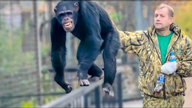 Вы ДОЛЖНЫ УВИДЕТЬ это видео! Вот так Олег Зубков не усыпляя переводит в вольер НЕ РУЧНЫХ ШИМПАНЗЕ!!!