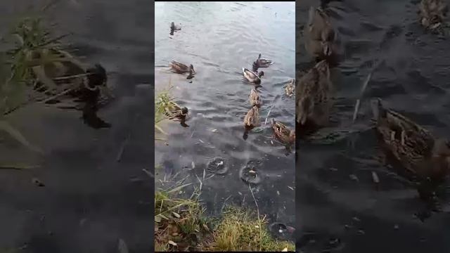 Ручные утки на Павловском пруду. Место - Алтайский край, с. Павловск.