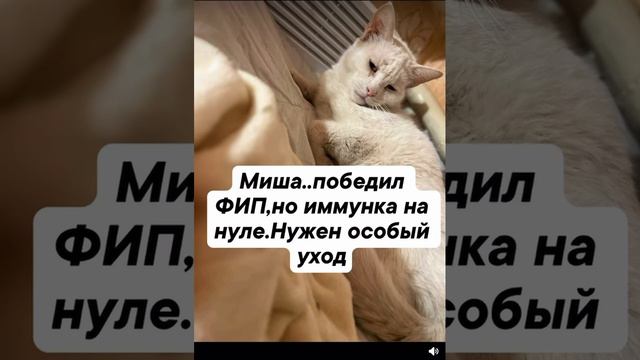 Котик Миша, который победил ФИП