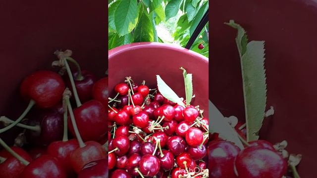 .🍒🌈🍒mp4