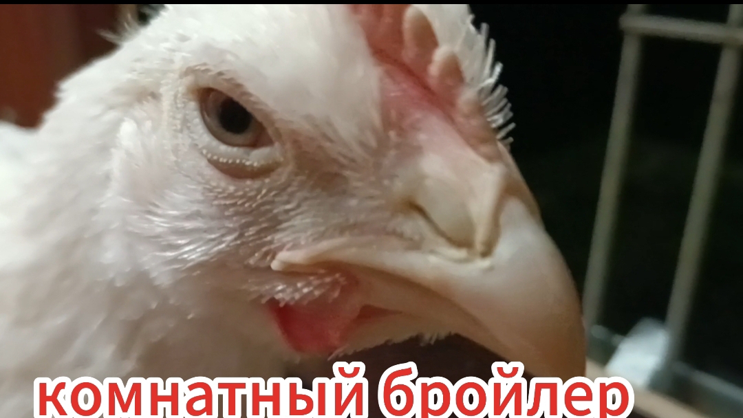 Закладываем яйца, чипсы из грудки, броль в комнате😊🐔