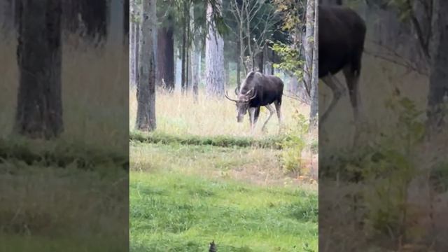 Встретили лося на утренней ходьбе 24-09-2024