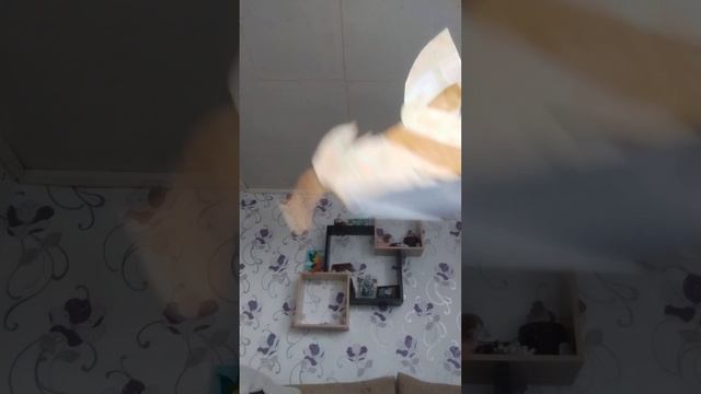 1000005004.mp4
