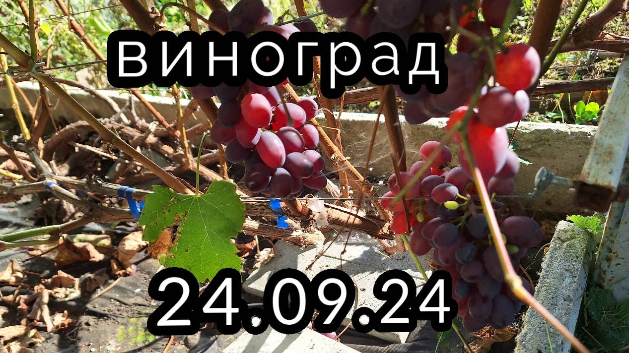 Виноград в Нижегородской области на 24.09.24