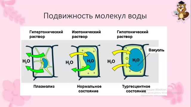 Неорганические вещества клетки