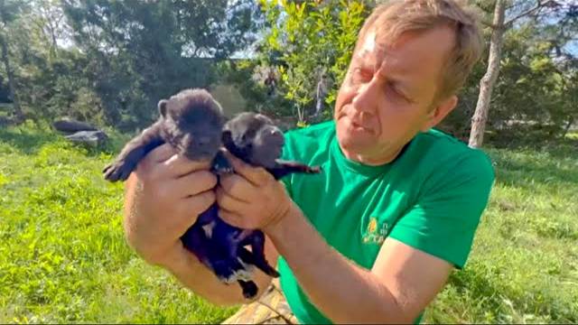 В Тайгане беби-бум продолжается! ЧЕРНЫЕ ВОЛЧАТА и БЕЛЫЕ ДИКООБРАЗИКИ ждут вас)))