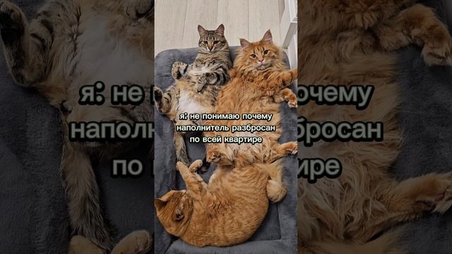 А ваши котики так делают #животные #котики #юмор #коты