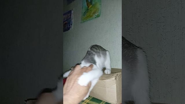 #котенок м=Мяу-мяу-мяй, ты со мною поиграй