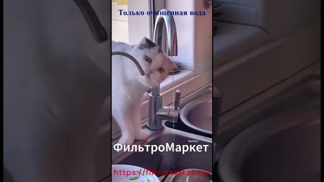 Котик и чистая вода