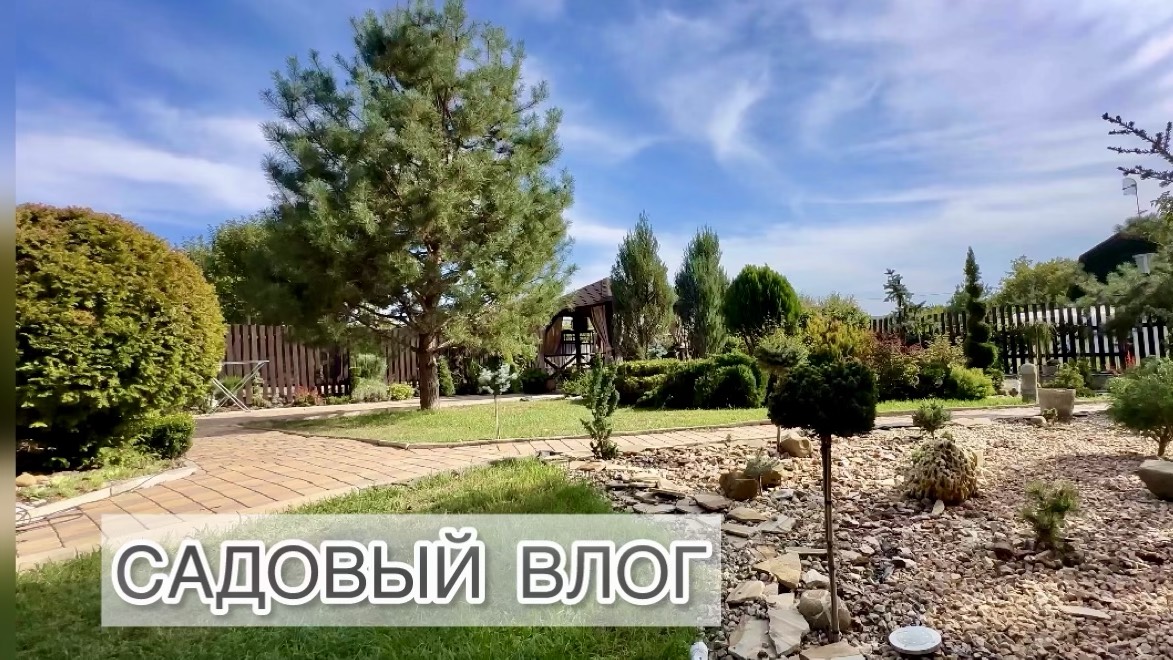 Садовый влог. Хвойные