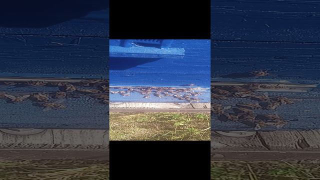 на липе в природном заповеднике