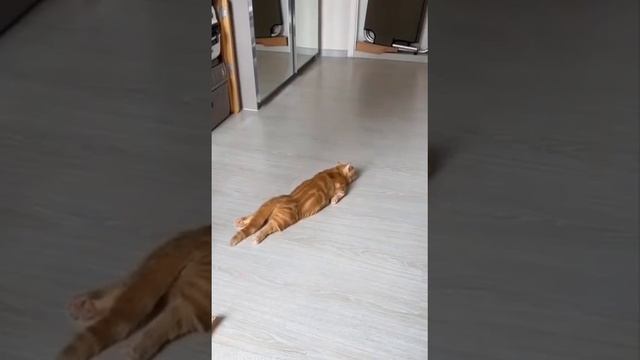 Утро понедельника… узнаете себя?🤣😻