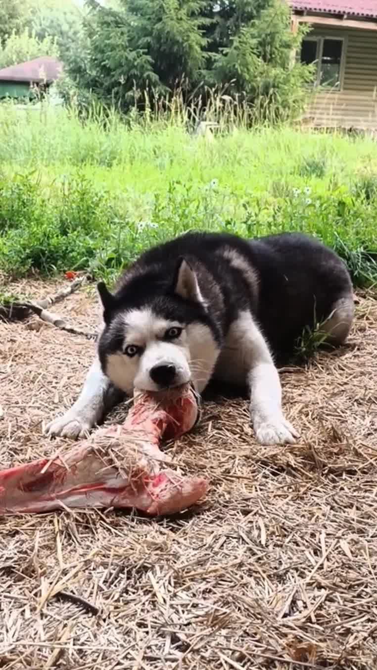 ХАСКИ ЛЮДОЕД 🐶🦴