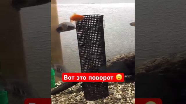 Кадры не для слабонервным