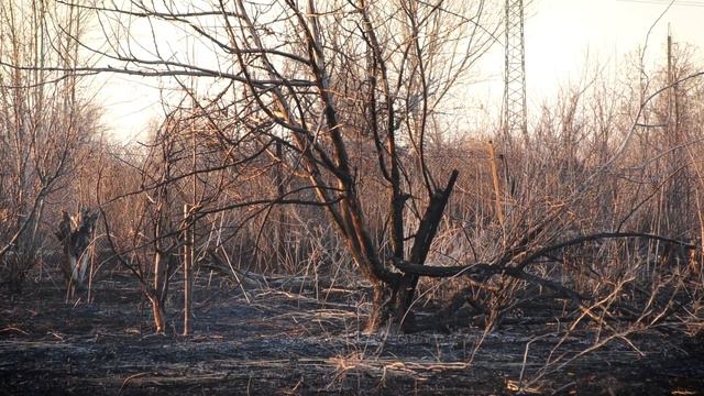 В Рубцовске потушили большой  пожар в саду №2 и спасли от возгорания частный сектор