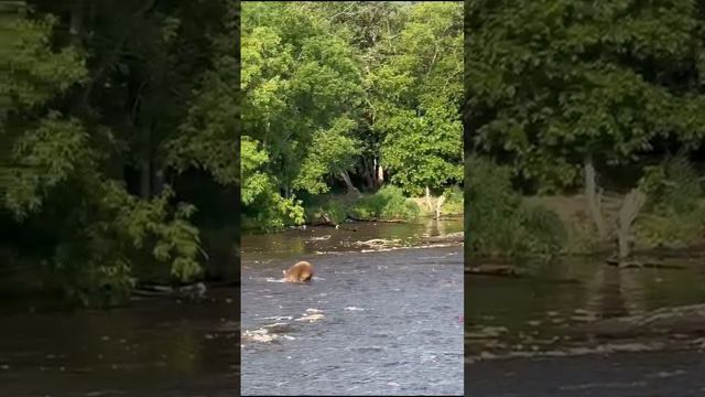 Медвежонок лакомится рыбкой на Камчатке