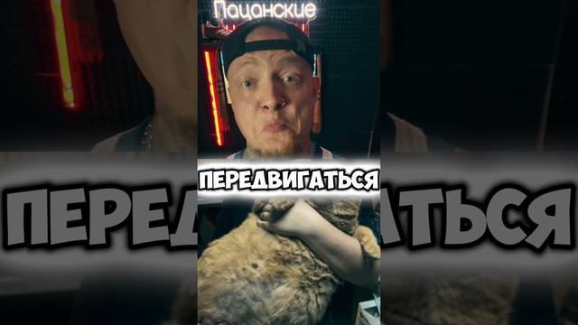 ПАЦАНСКИЕ НОВОСТИ/Толстый кот