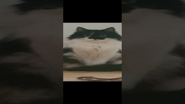 Пока занималась зарядкой, за мной наблюдала кошка Запятая.