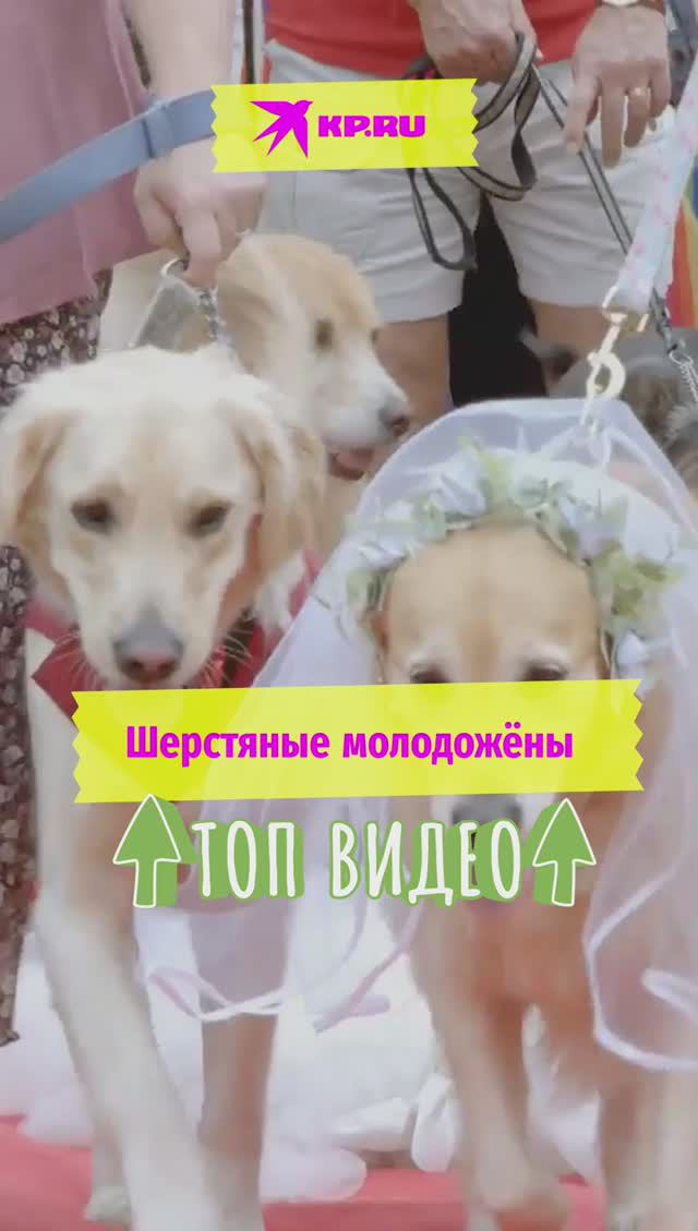 Шерстяные молодожёны