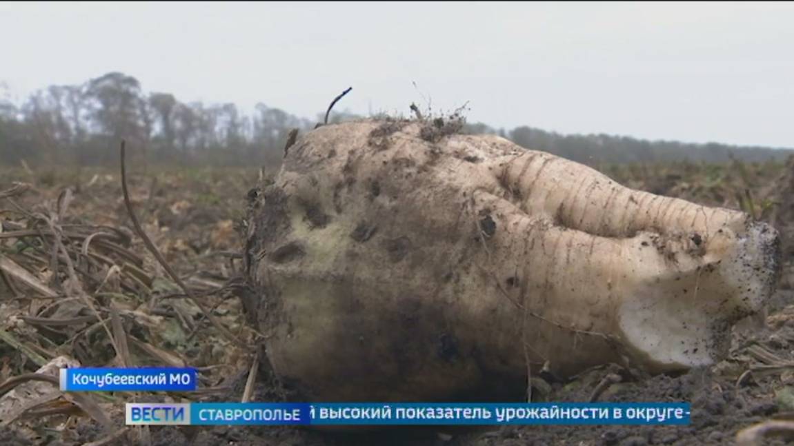 На Ставрополье собрали больше половины урожая сахарной свеклы