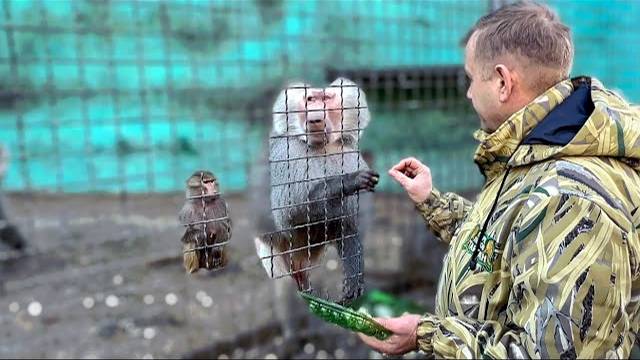 Эти обезьяны разрывают на части и ЕДЯТ СЕБЕ ПОДОБНЫХ!