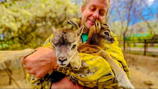 У Донецких муфлонов родились ЗАМЕЧАТЕЛЬНЫЕ  МАЛЫШИ!