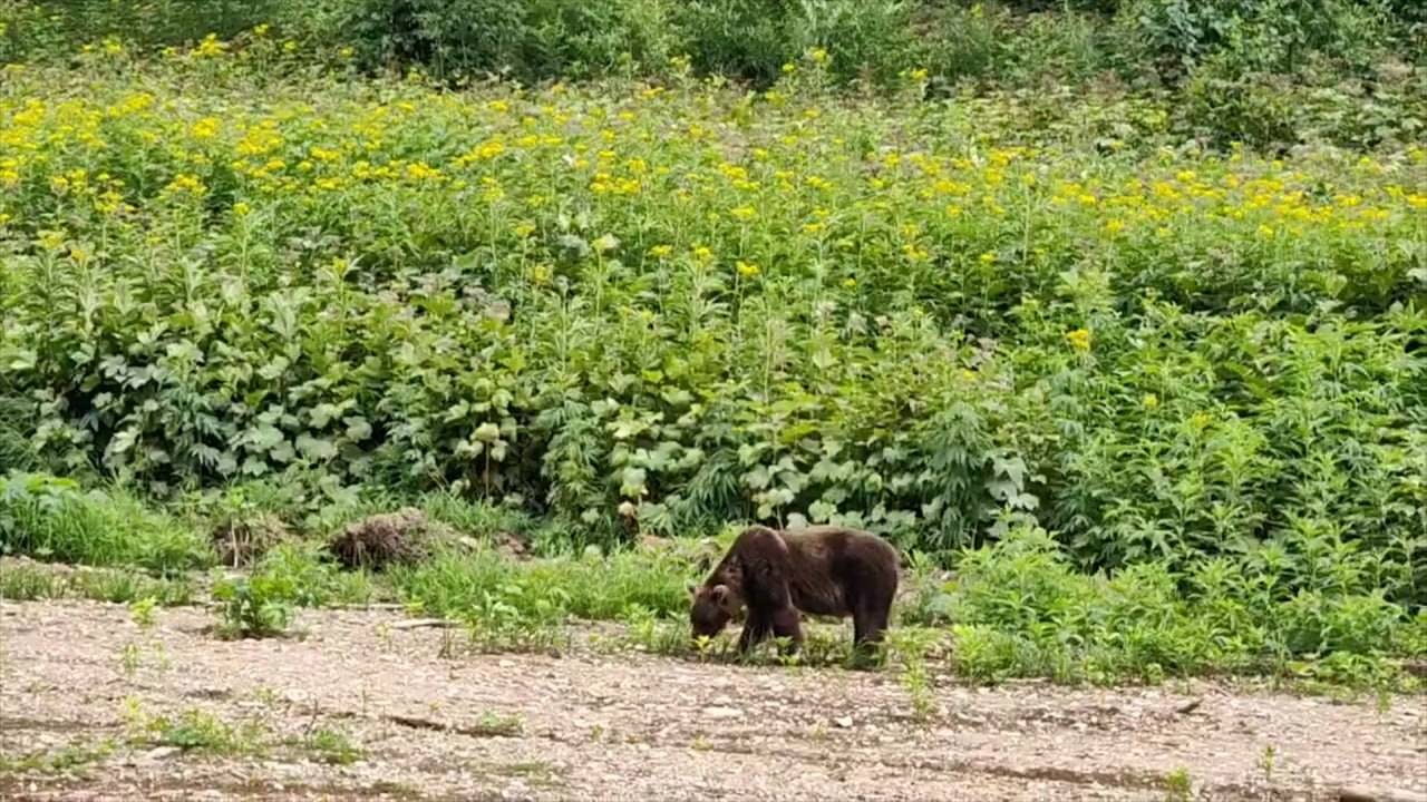 НА БОРЬБУ СО ЗВЕРЕМ