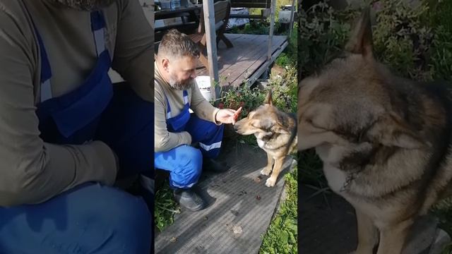 Сладкоешка #пчела #пчелосемья #пасека #мед #мёд #матка #улей #деревня #природа #bee