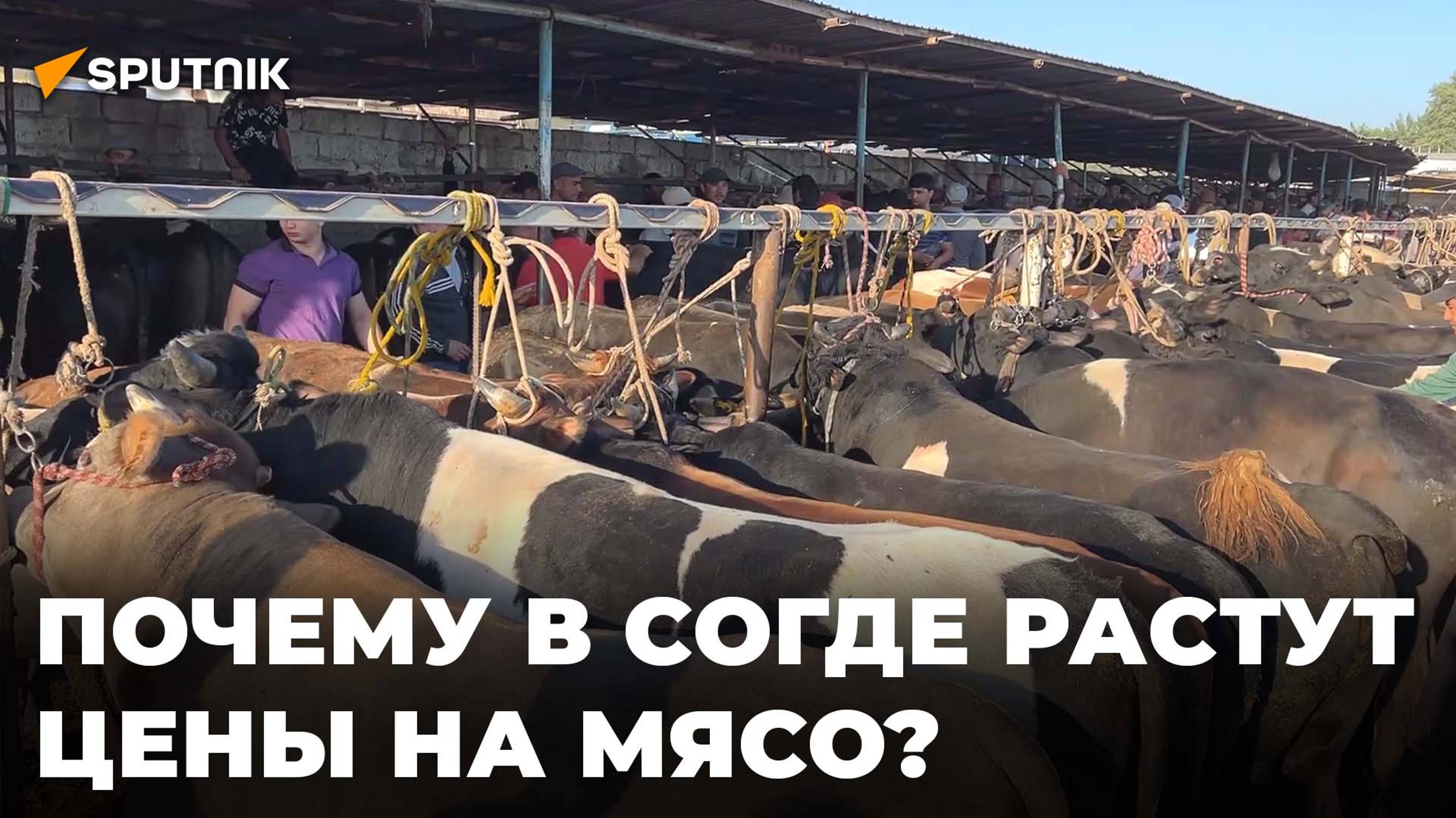 На рынках Согда растет цена на мясо: в чем причина?