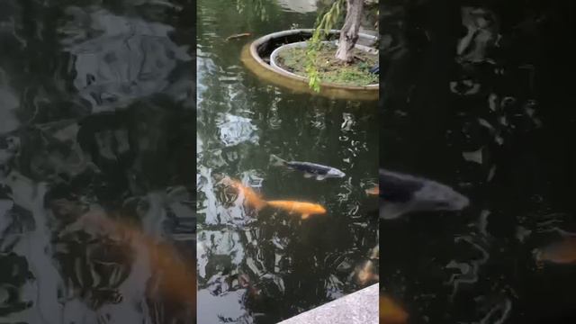 Техника освобождения