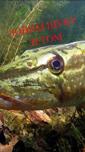 ЩУКА | РЕКА | ЛЕТО | ХОРОШЕЕ КАЧЕСТВО | 🐟👉🔥#рыбалка #fishing #pikefishing #щука #pike #природа