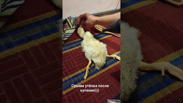 утёнок Бульон любит сушку феном