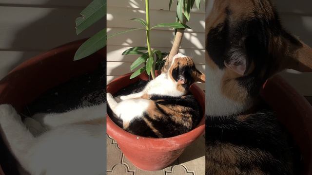 Кошка в горшке🐈🪴