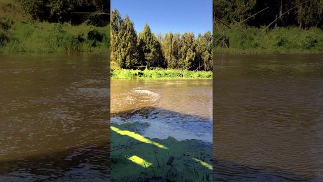 Рыбалка на реке Сестра🐟 | подлещик | голавль | #рыбалка #природа #река #голавль #подлещик #fishing