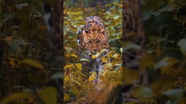 Амурский Леопард: Самый Миролюбивый Подвид Леопарда 🐆