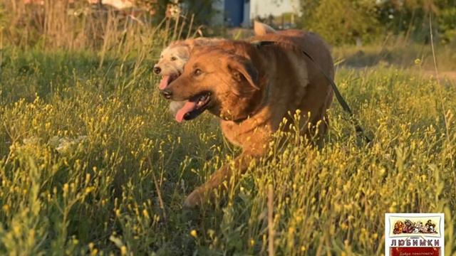 Невероятная красота! #собаки #dog #семья #Россия #Топ #жизнь #приютлюбимки