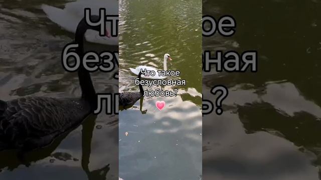 Что такое безусловная любовь? 💗Олег Гадецкий