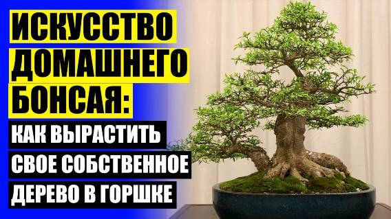 ❕ Какие комнатные цветы могут расти в тени