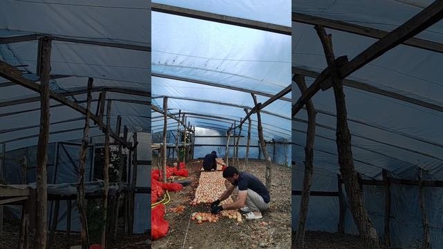 Посадка лука на перо 🥦