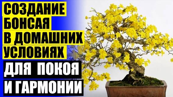 ⚡ Комнатные цветы фото и название 🔵 Домашний неприхотливый цветок