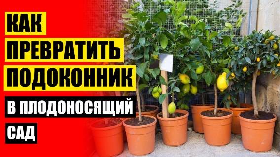 МАНДАРИН ИЗ КОСТОЧКИ В ДОМАШНИХ УСЛОВИЯХ