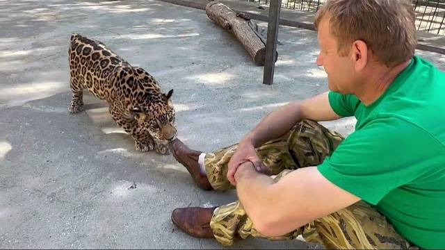 Мы в гостях у маленького ягуара! Кто главнее-ЧЕЛОВЕК ЛЕВ или ЯГУАР в вольере?