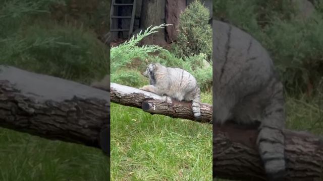 🐱Манул Тимофей показывает, как у него проходит зажировка🐱